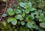 Rhododendron aureum. Побеги вегетирующего растения (в сообществе с мхами и Diapensia obovata). Курильские о-ва, о-в Кунашир, вулкан Менделеева, ≈ 600 м н.у.м., опушка смешанного леса. 21.08.2022.