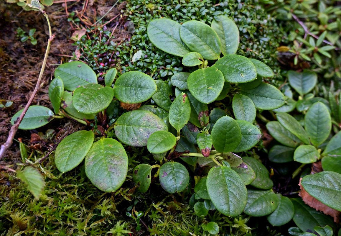 Изображение особи Rhododendron aureum.