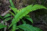 Blechnum spicant