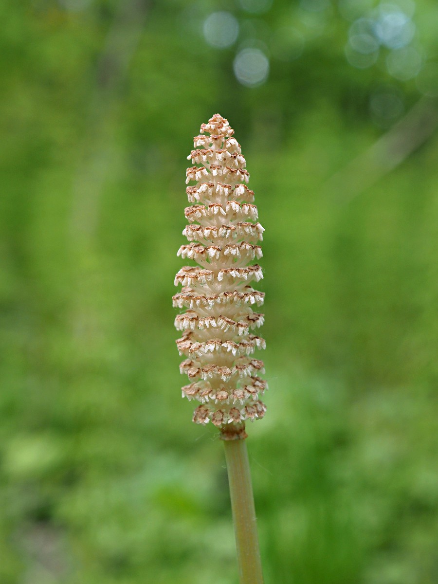 Image of Equisetum sylvaticum specimen.
