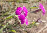 Dianthus versicolor