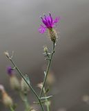 Centaurea caspia. Верхушка веточки с цветущим и развивающимися соцветиями. Дагестан, Буйнакский р-н, долина р. Сулак, побережье Чиркейского водохранилища, каменистый склон. 28.07.2022.