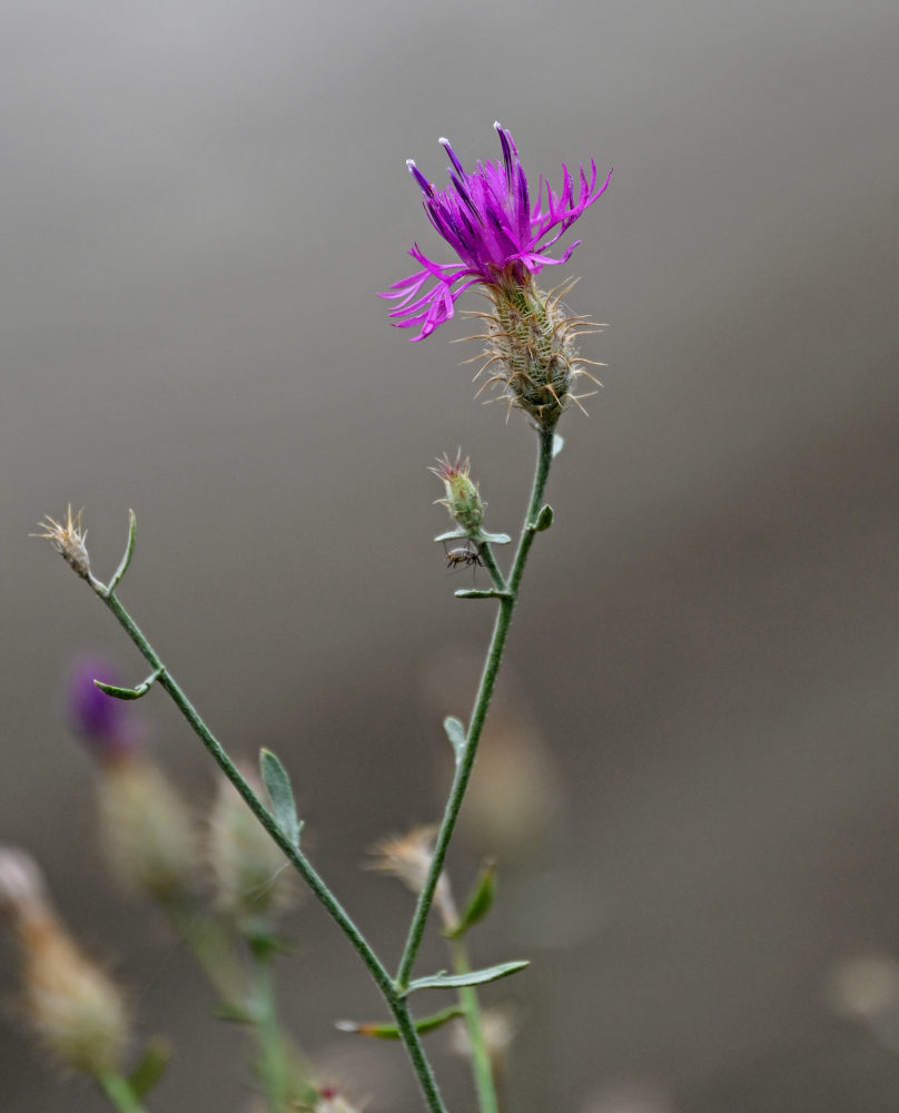Image of Centaurea caspia specimen.
