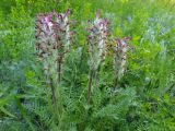 Pedicularis dasystachys