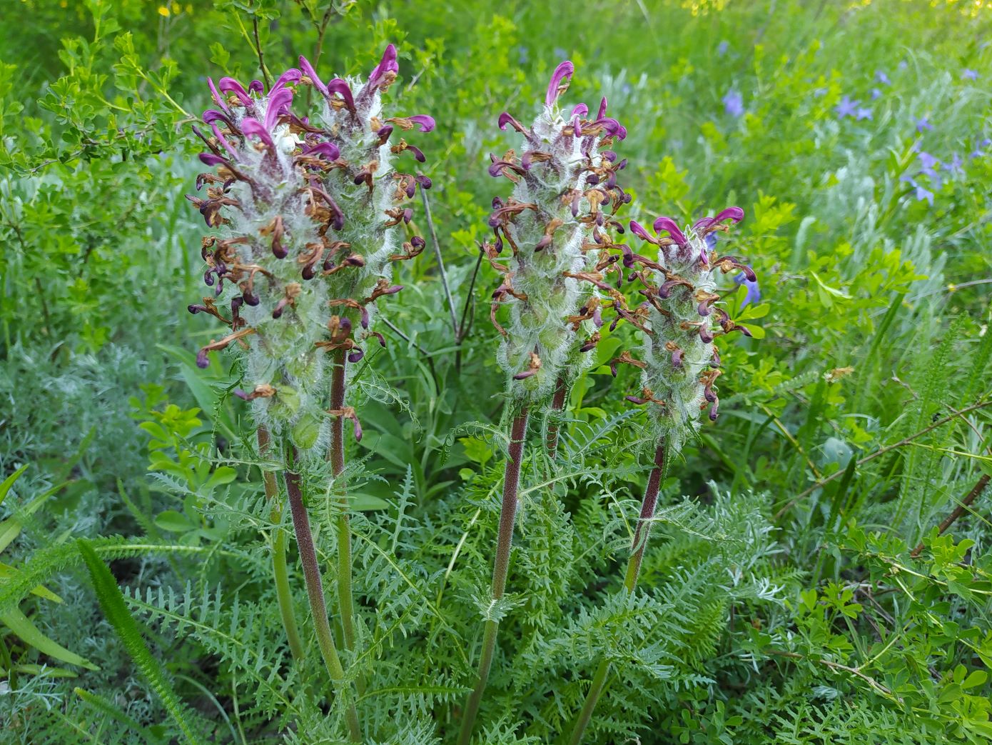 Изображение особи Pedicularis dasystachys.