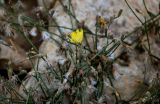 Launaea nudicaulis