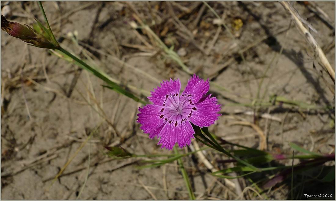 Изображение особи Dianthus pratensis.