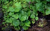 Pachyphragma macrophyllum