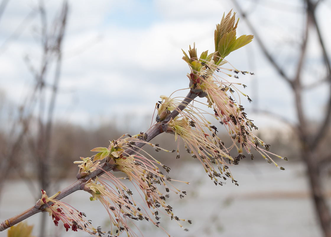 Image of Acer negundo specimen.