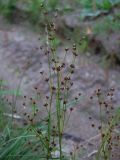 Juncus alpino-articulatus
