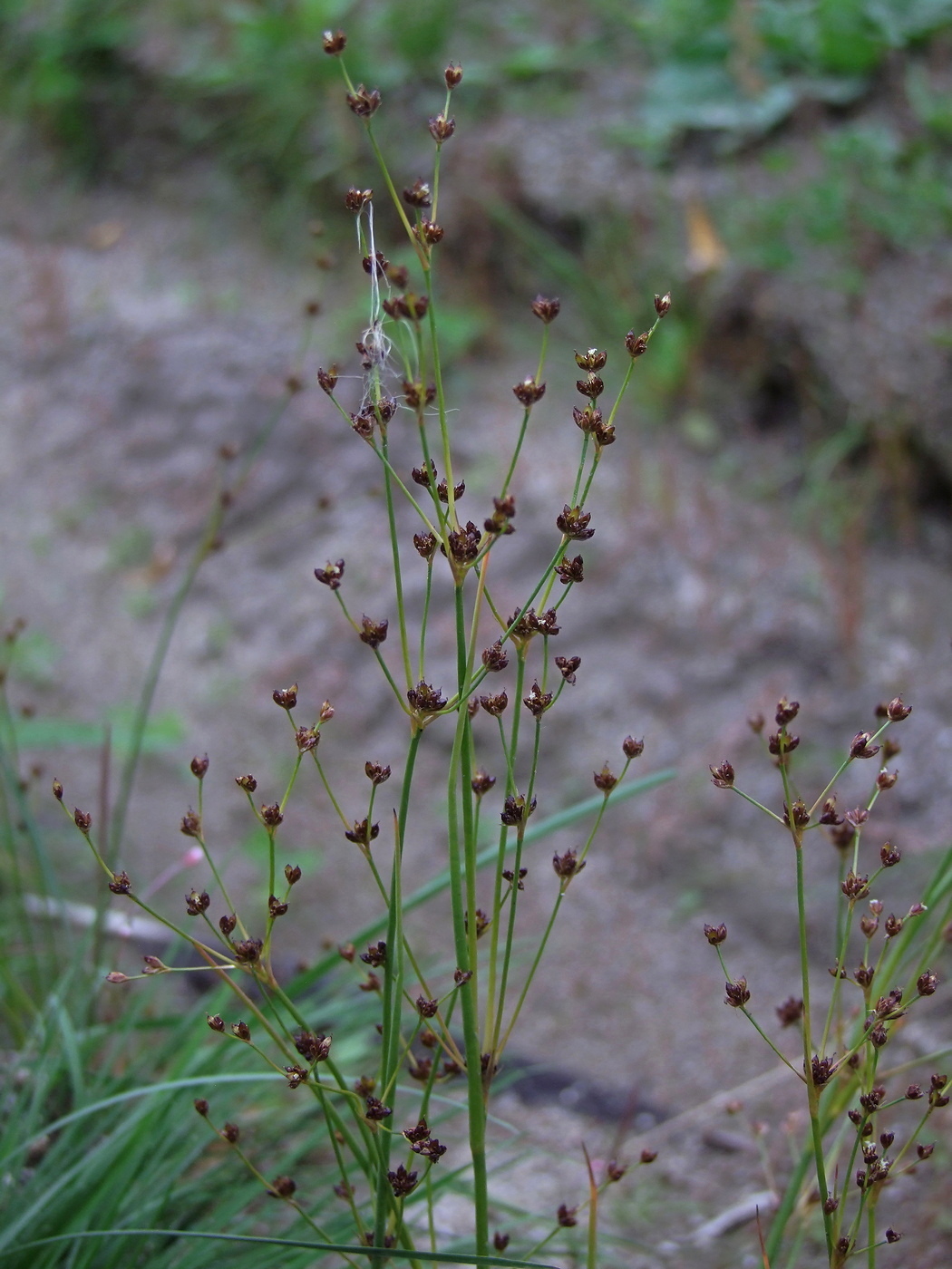 Image of Juncus alpino-articulatus specimen.