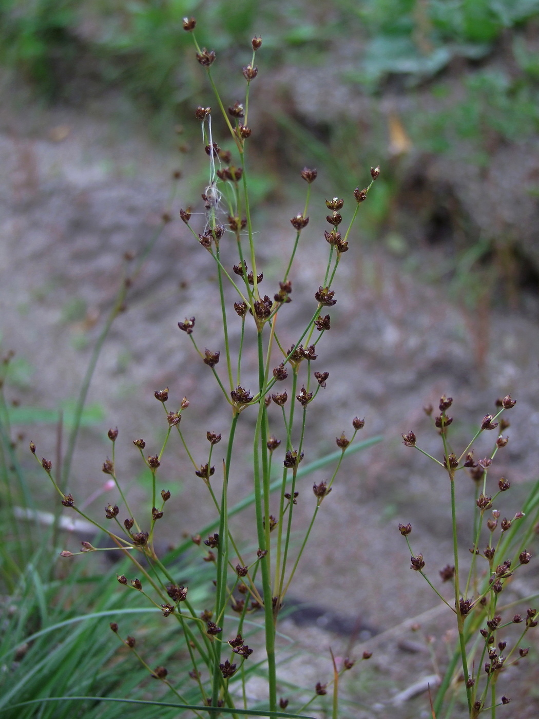 Изображение особи Juncus alpino-articulatus.