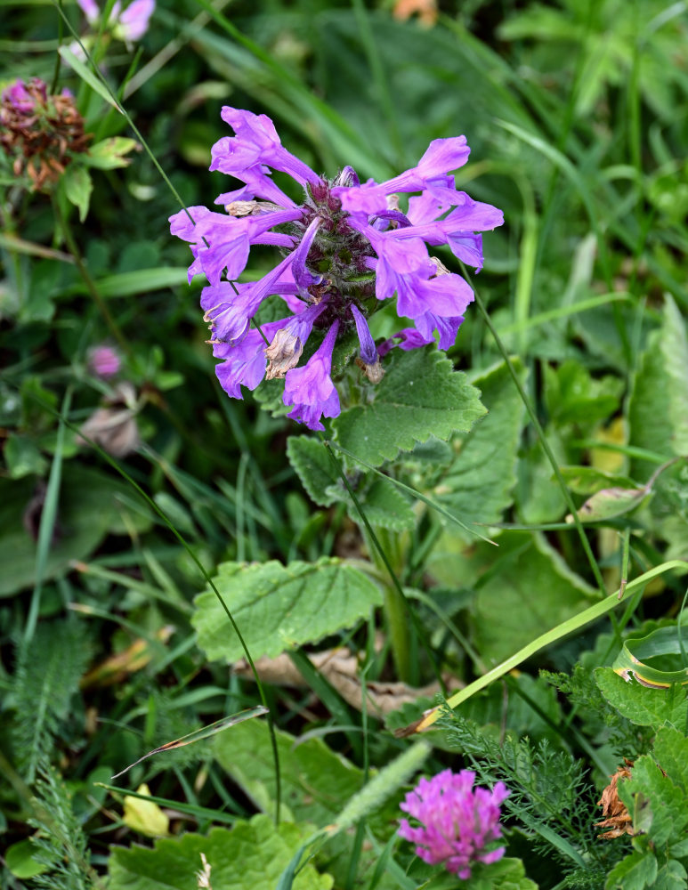 Image of Betonica macrantha specimen.