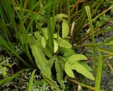 Dryopteris sieboldii