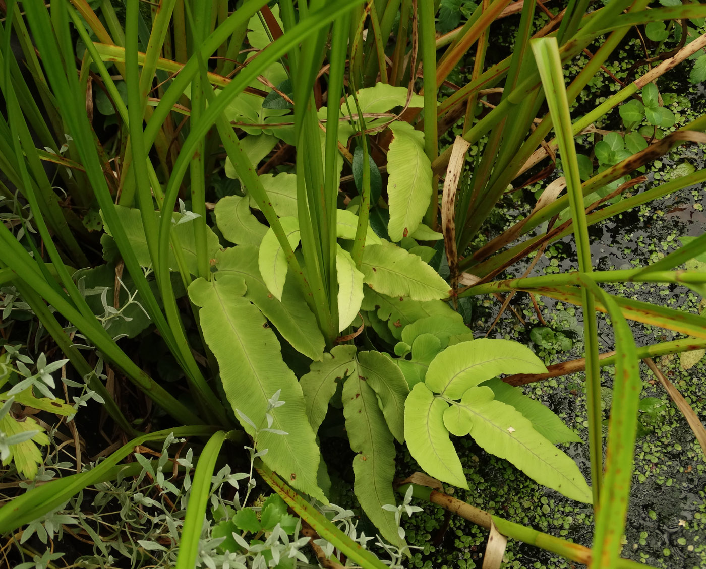 Изображение особи Dryopteris sieboldii.