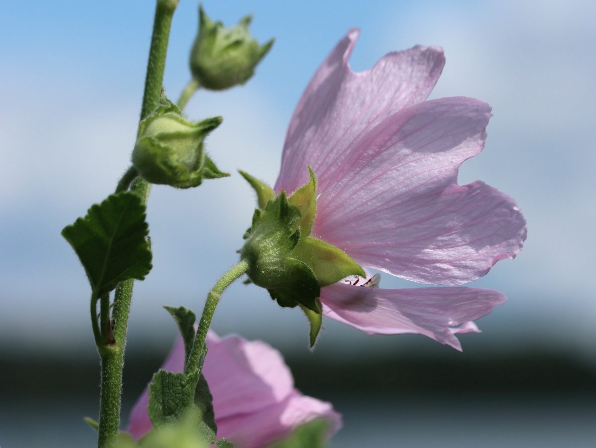 Image of Malva thuringiaca specimen.