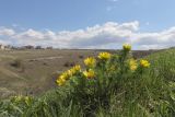 Adonis vernalis