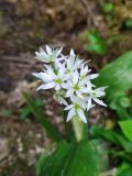 Allium ursinum. Соцветие. Краснодарский край, г/о Сочи, Адлерский р-н, окр. с. Красная Воля, каньон Белые скалы, крутой склон горы, смешанный лес, у речки. 04.05.2021.