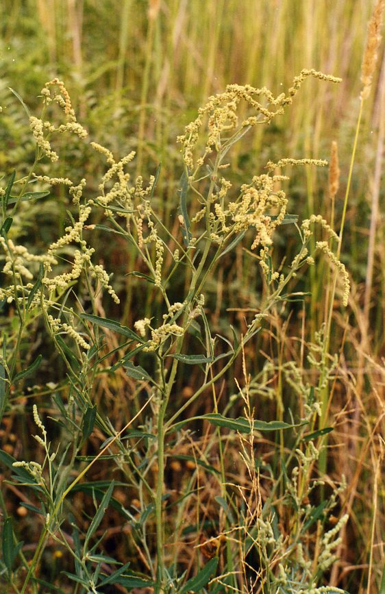 Изображение особи Atriplex patens.