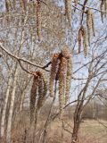 Populus davidiana. Ветви с мужскими серёжками. Хабаровский край, г. Комсомольск-на-Амуре, широколиственный лес. 25.04.2024.