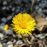 Tussilago farfara