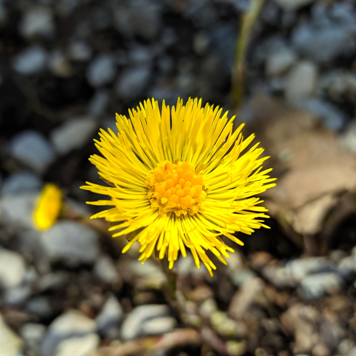Изображение особи Tussilago farfara.