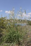 Anthericum ramosum