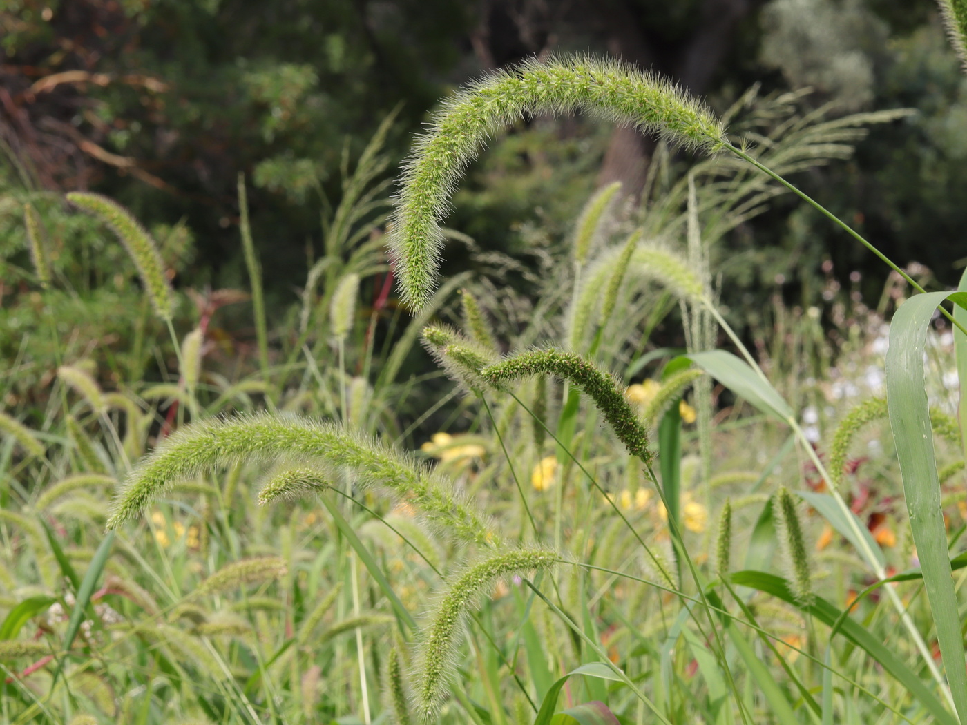 Image of Setaria italica specimen.