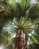 Washingtonia filifera. Верхняя часть ствола и крона. Италия, обл. Кампания, провинция Салерно, г. Амальфи, клуатр собора Cattedrale di Sant'Andrea (Райский дворик), в культуре. 11 июля 2017 г.