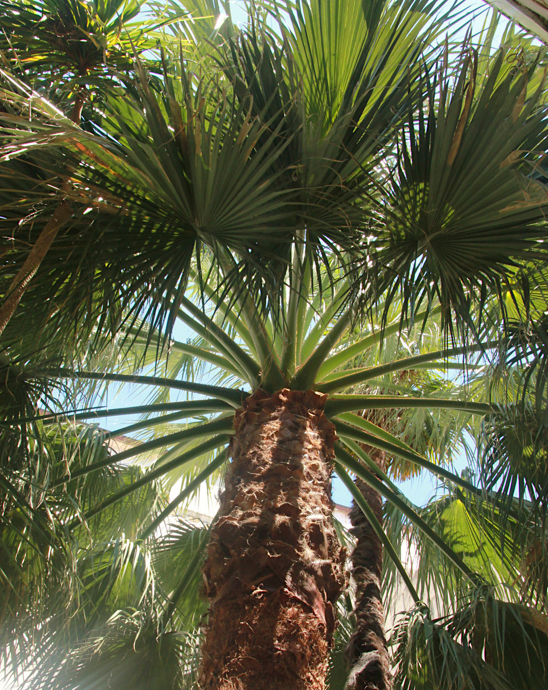 Изображение особи Washingtonia filifera.