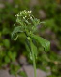 Capsella bursa-pastoris