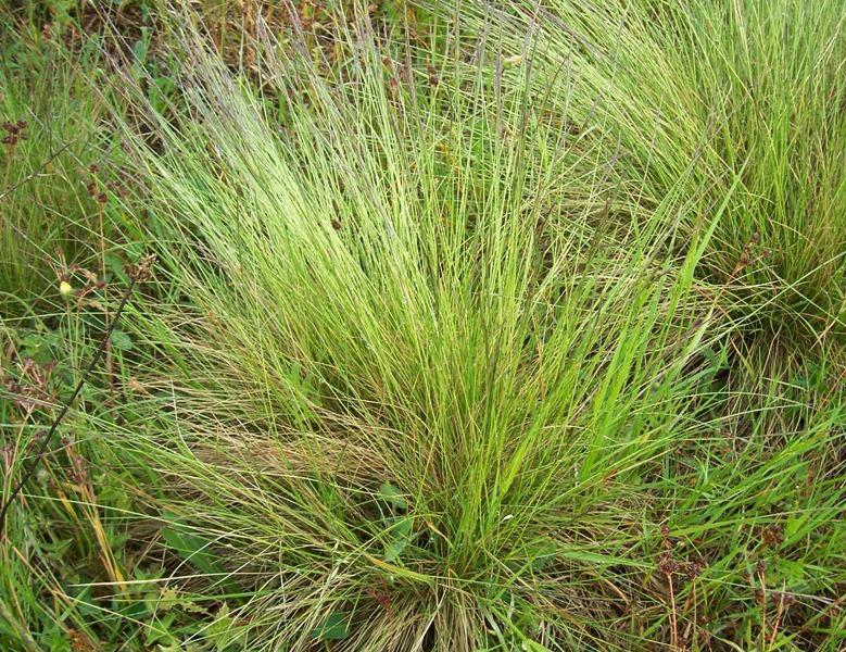 Nardus stricta - Изображение особи - Плантариум