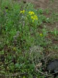 Rorippa wolgensis