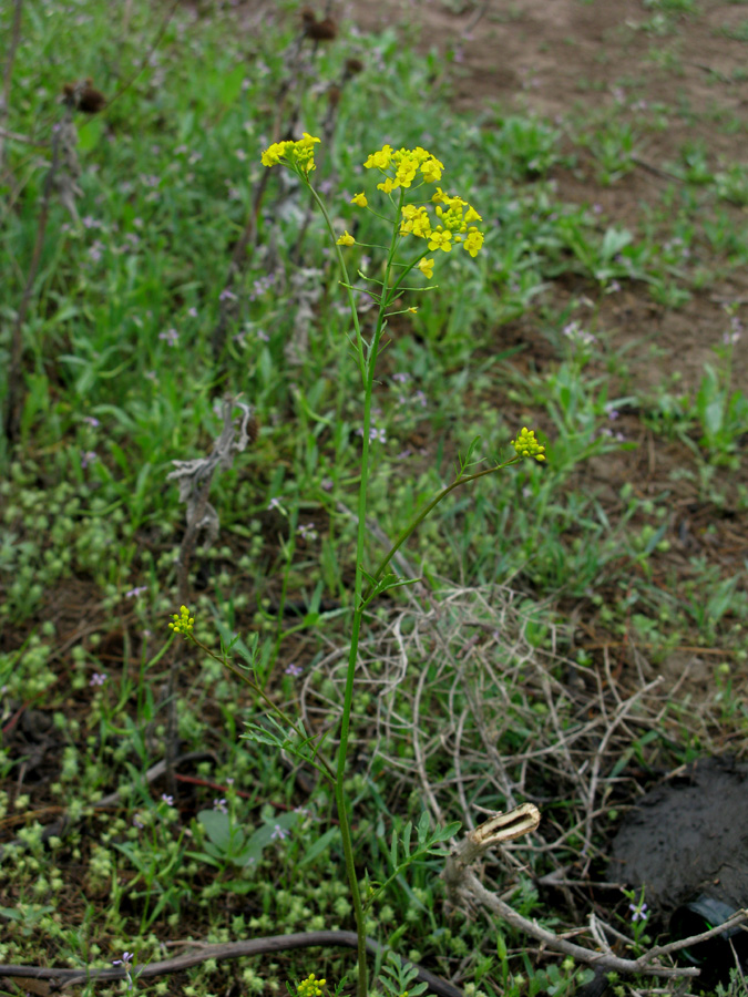 Изображение особи Rorippa brachycarpa.