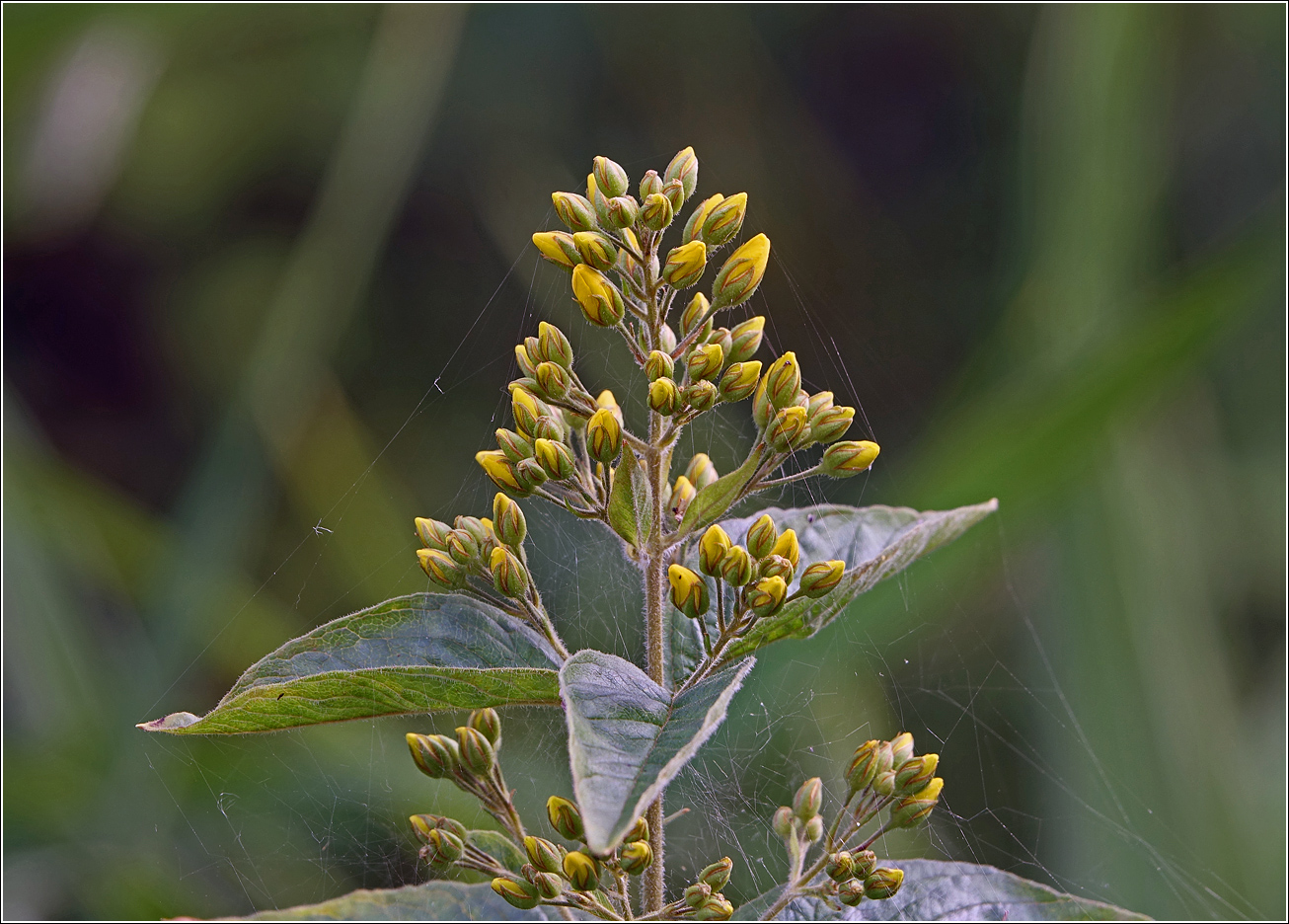 Image of Lysimachia vulgaris specimen.