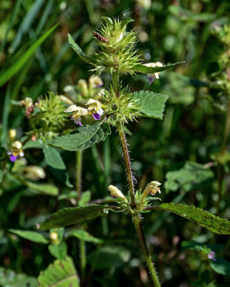 Image of Galeopsis speciosa specimen.