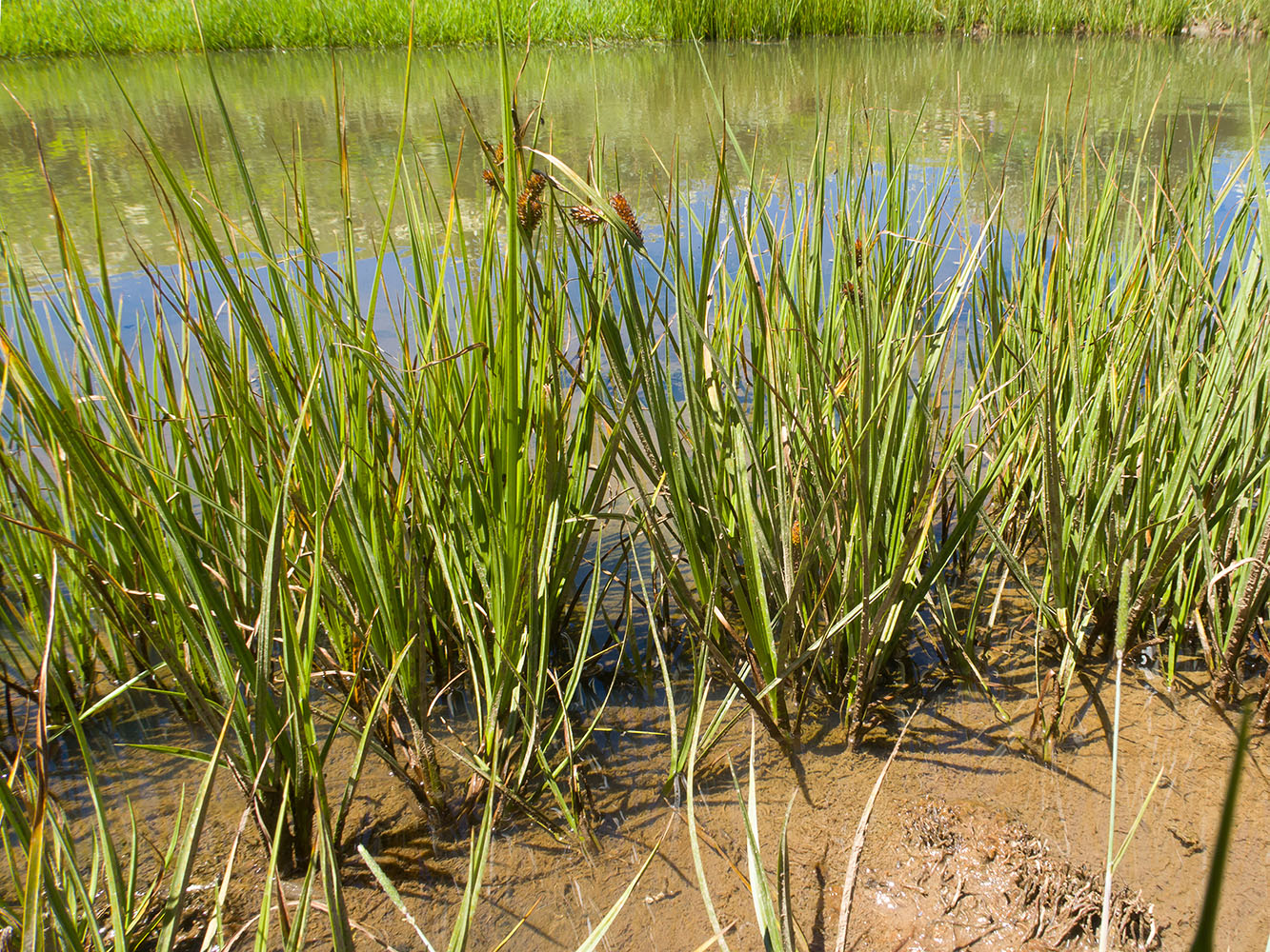 Image of genus Carex specimen.
