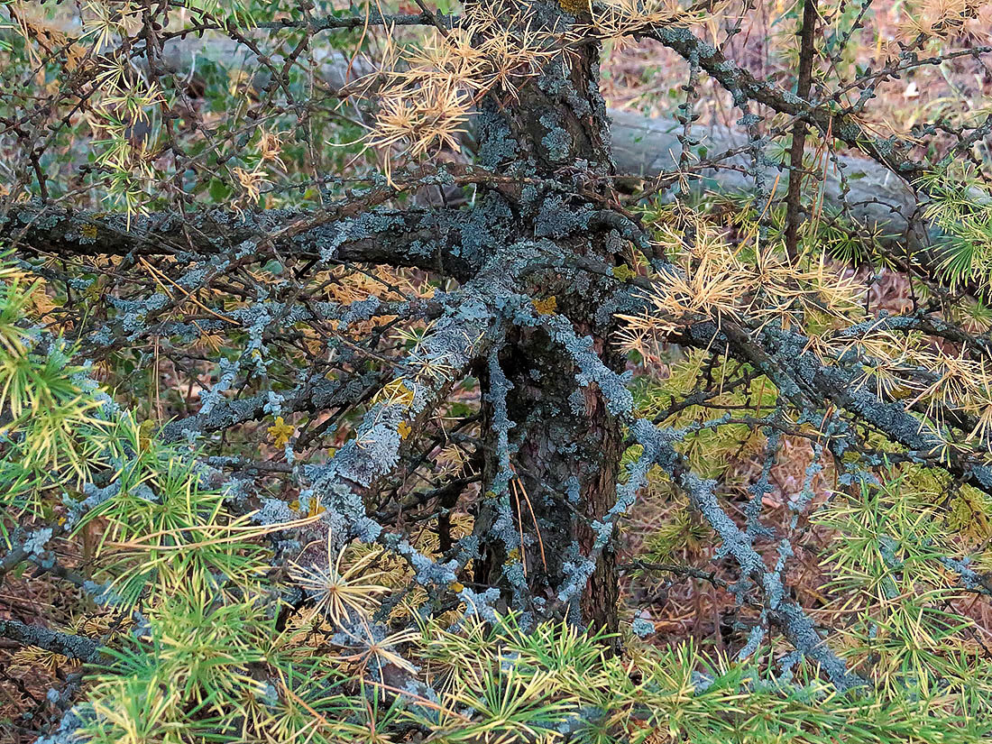 Image of Larix sibirica specimen.
