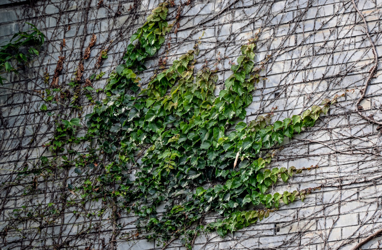 Image of Parthenocissus tricuspidata specimen.