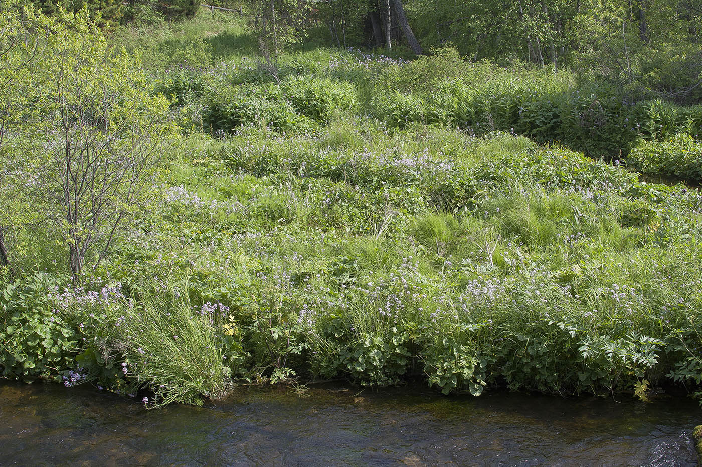 Image of Cardamine macrophylla specimen.