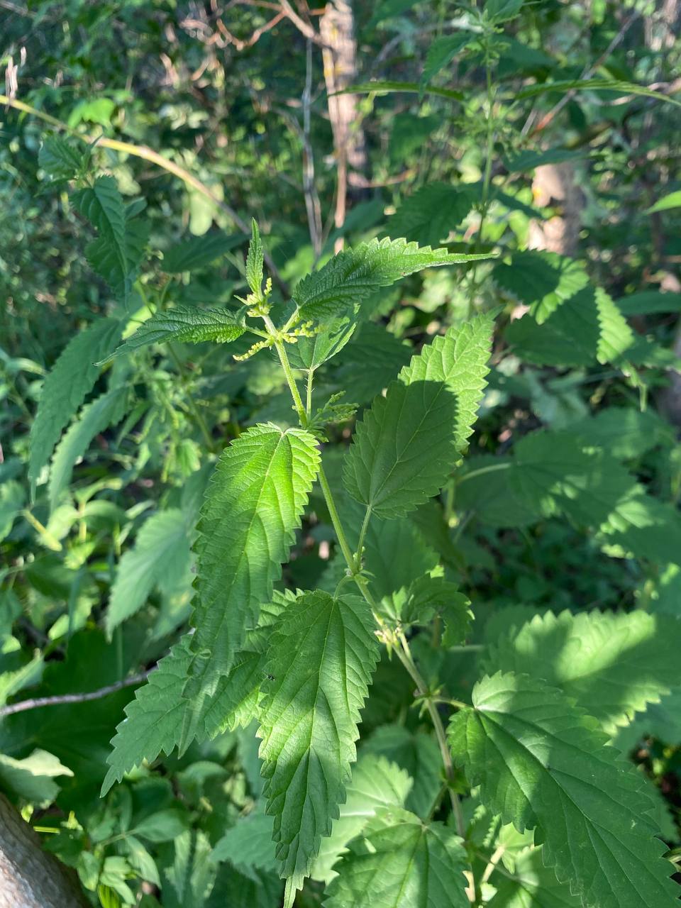 Image of Urtica dioica specimen.
