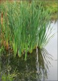 Typha latifolia