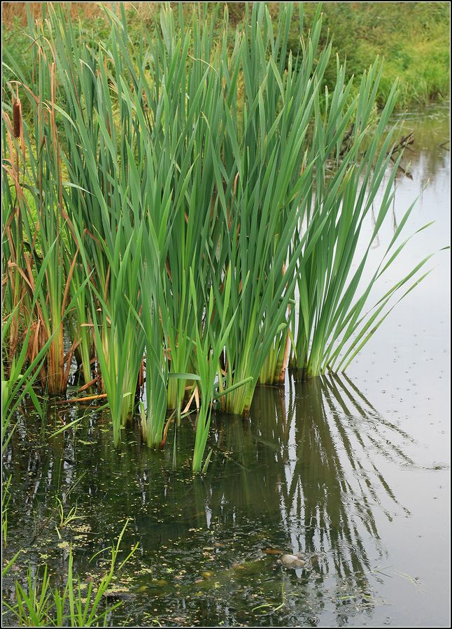 Изображение особи Typha latifolia.