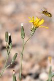 genus Chondrilla. Соцветие с притаившимся пауком и пролетающей пчелой. Казахстан, Алматинская обл., нац. парк \"Чарын\", пестроцветный сухой щебнистый сай. 11 октября 2024 г.