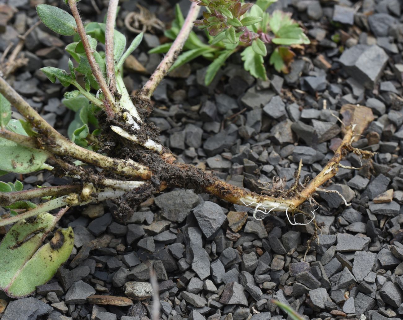 Image of Anthyllis lachnophora specimen.