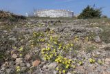 Linum tauricum. Цветущие растения. Крым, Севастополь, окр. бухты Круглая, фрагмент петрофитной степи. 02.05.2025.