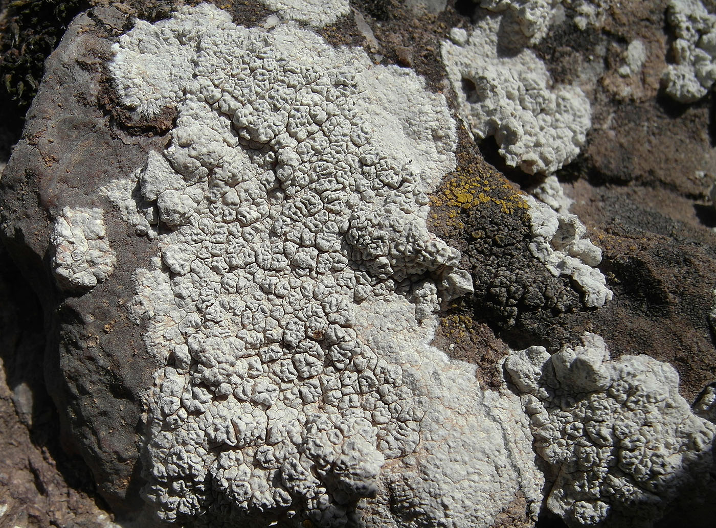 Image of Circinaria tortuosa specimen.