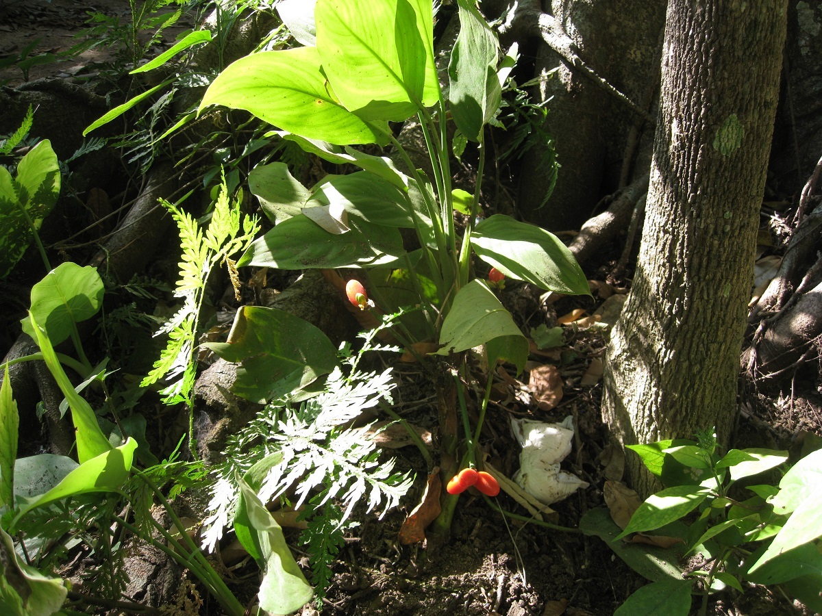Image of Aglaonema ovatum specimen.