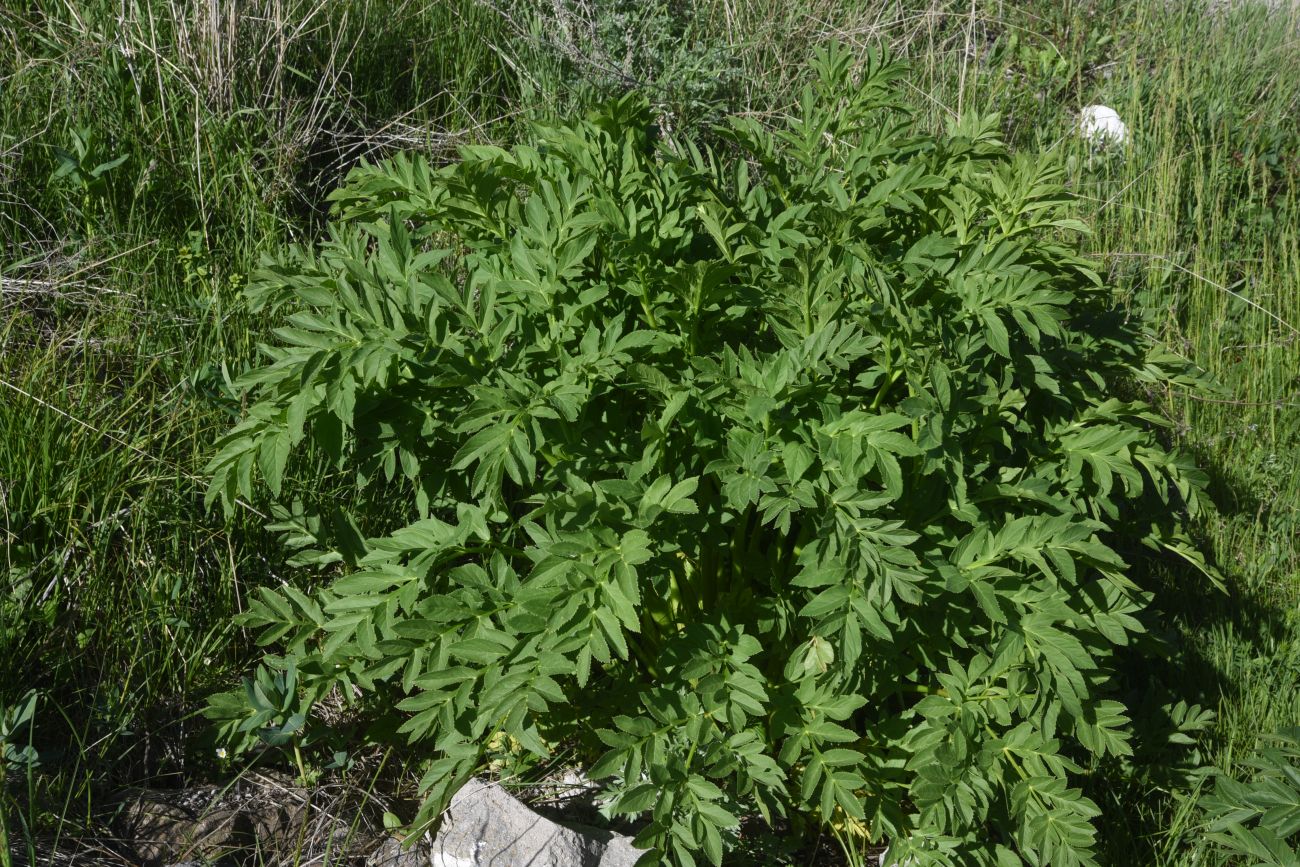 Image of Unknown species specimen.
