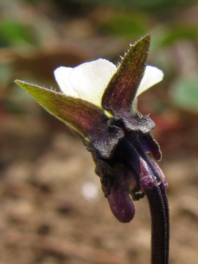 Изображение особи Viola arvensis.